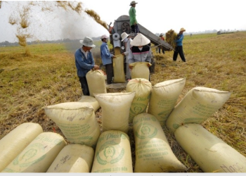 Giá lúa gạo hôm nay 11/10: Giá lúa gạo có xu hướng tăng, thị trường sôi động