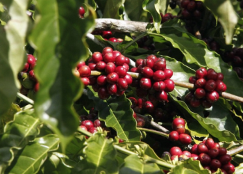 Giá cà phê hôm nay 11/10: Giá cà phê trong nước đi ngang