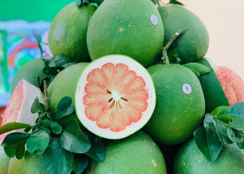 Sau 5 năm đàm phán, bưởi da xanh Việt Nam xuất khẩu chính ngạch sang Mỹ