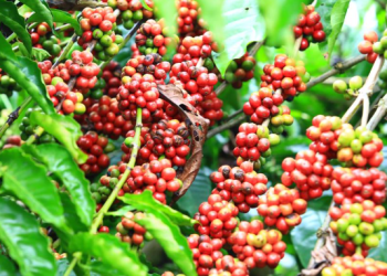 Giá cà phê hôm nay 9/10: Thị trường nội địa tăng 300 đồng/kg trong tuần