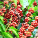 Giá cà phê hôm nay 9/10: Thị trường nội địa tăng 300 đồng/kg trong tuần