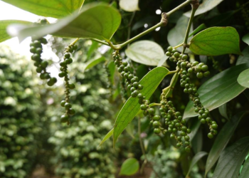 Giá tiêu hôm nay 1/11, giá hồ tiêu Việt Nam xuất khẩu giảm 5 tuần liên tiếp, thị phần tại Mỹ tăng