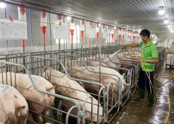 Vì sao giá thức ăn chăn nuôi không giảm?