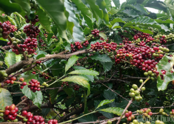 Được mùa, người trồng cà phê các tỉnh Tây Nguyên kỳ vọng được cả giá