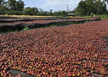 Giá cà phê hôm nay 1/11: Arabica quay đầu tăng mạnh, áp lực hàng vụ mới, thị trường phái sinh chuyển giờ giao dịch mùa Đông