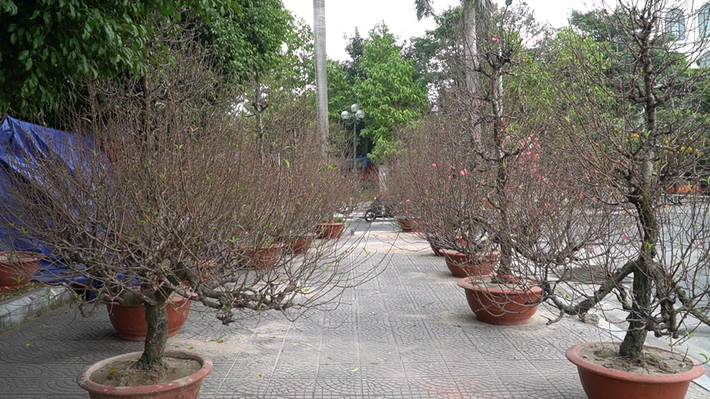 Đào, quất ngập phố Hà Nội, người bán ngán ngẩm: ‘Tết mà như thế này quá chán’