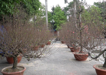 Đào, quất ngập phố Hà Nội, người bán ngán ngẩm: ‘Tết mà như thế này quá chán’