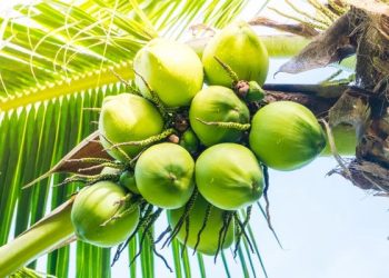 Dự báo xuất khẩu dừa đạt 1 tỷ USD trong năm 2023