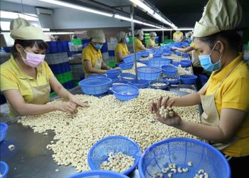 Ngành điều Việt Nam: Kiên nhẫn đường dài