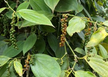 Giá tiêu hôm nay 26/3: Dự báo hồ tiêu lên 80.000 đồng/kg vào cuối năm