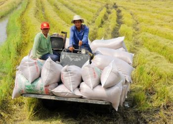 Giá gạo xuất khẩu bình quân 2 tháng đầu năm 2023 ước đạt 528,5 USD/tấn