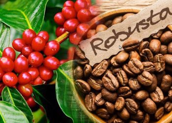 Để cà phê Việt Nam tăng trưởng xanh và phát triển bền vững
