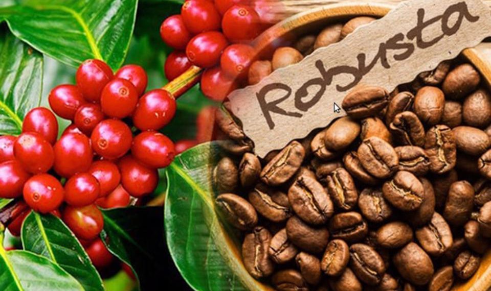 Để cà phê Việt Nam tăng trưởng xanh và phát triển bền vững