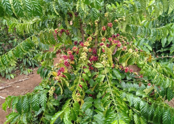 Giá nông sản ngày 16/3/2023: Cà phê giảm liên tiếp, tiêu đạt 66.000 đồng/kg