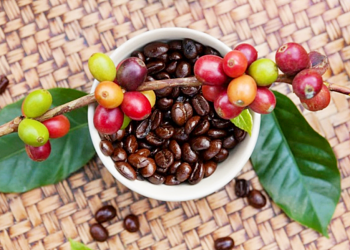 Giá cà phê hôm nay 27/3: Cập nhật giá cà phê Tây Nguyên và Miền Nam