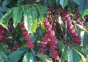 Giá nông sản ngày 31/3: Cà phê quay đầu tăng 1.000 đồng/kg