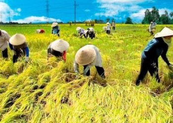 Xuất nhập khẩu Kiên Giang đặt mục tiêu khiêm tốn cho năm 2023