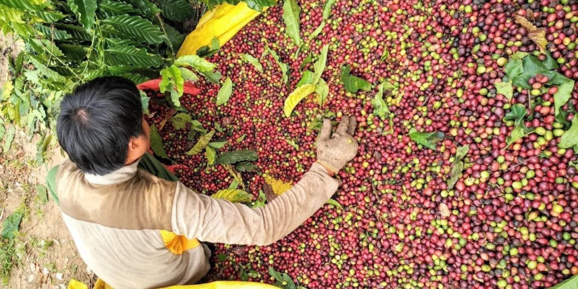 Giá nông sản ngày 16/4/2023: Cà phê và tiêu đồng loạt tăng