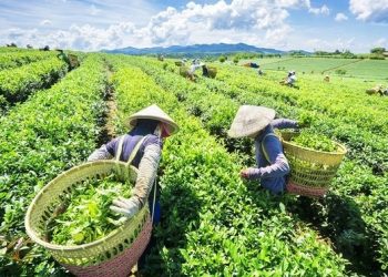 5 tháng, xuất khẩu chè đạt 64,5 triệu USD