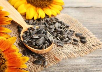 Top 4 loại hạt được mệnh danh “thần dược” hạ mỡ máu, kiểm soát đường huyết
