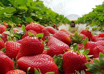 Dâu tây – Vũ khí bí mật chống lại chứng mất trí nhớ