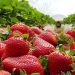 Dâu tây – Vũ khí bí mật chống lại chứng mất trí nhớ