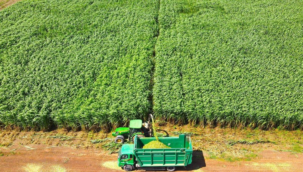 Lấn sân nông nghiệp, THACO sẽ tuyển dụng mới hơn 12.000 lao động