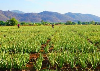 “Vua nha đam” đặt kế hoạch mở rộng sản xuất và phát triển vùng nguyên liệu để tăng quy mô và hiệu quả kinh doanh