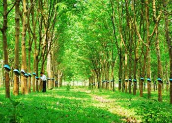 Cao su thiên nhiên ước tính đạt 3.1t USD, tiếp tục giữ vị trí quan trọng trong chuỗi cung ứng toàn cầu