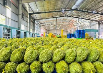 Xuất khẩu rau quả ứng biến với “biến số” mới