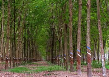 Hội thảo “Chuỗi cung cao su tiểu điền: Thực trạng và khả năng đáp ứng Quy định chống mất rừng của Liên minh Châu Âu”