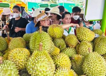 Tiêu chuẩn mới cho sầu riêng xuất khẩu: Nâng chất, giữ uy tín nông sản Việt