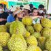Tiêu chuẩn mới cho sầu riêng xuất khẩu: Nâng chất, giữ uy tín nông sản Việt